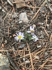 Chaetopappa ericoides