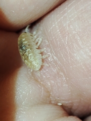Armadillidium album