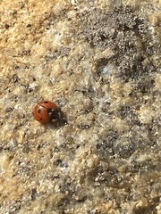 Coccinella septempunctata