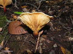 Austropaxillus statuum