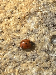 Coccinella septempunctata