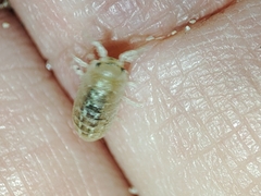 Armadillidium album