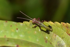 Pseudonautia