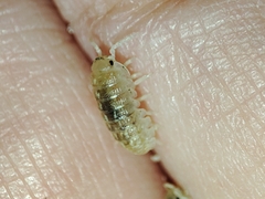 Armadillidium album