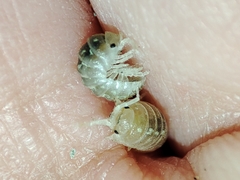 Armadillidium album