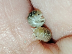 Armadillidium album