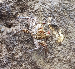 Aratus