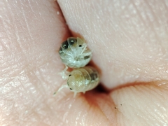 Armadillidium album