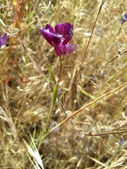 Clarkia purpurea