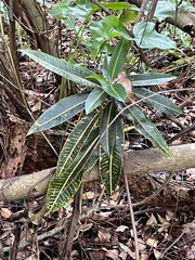 Codiaeum variegatum