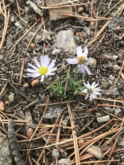 Chaetopappa ericoides