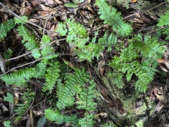 Nephrolepis hirsutula