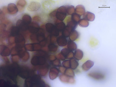 Puccinia tumida