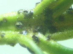 Puccinia tumida