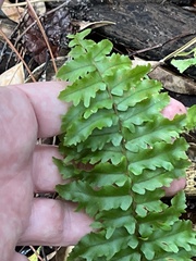 Nephrolepis hirsutula