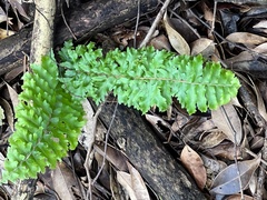 Nephrolepis hirsutula
