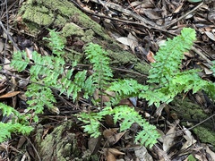 Nephrolepis hirsutula