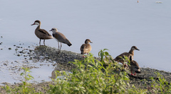 Amazonetta brasiliensis