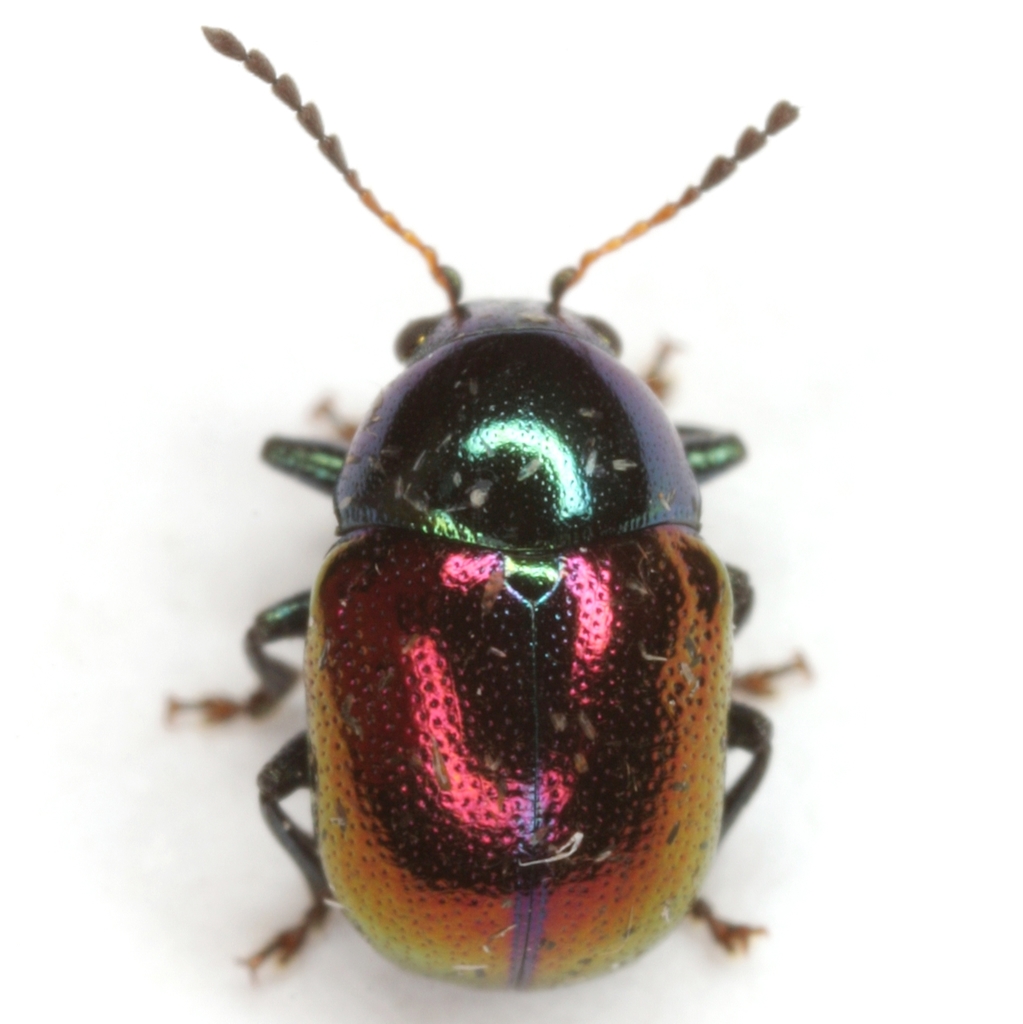 Spintherophyta violaceipennis
