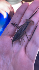 Procambarus dupratzii