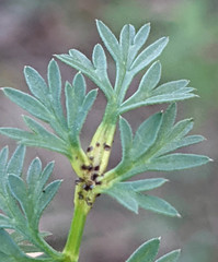 Puccinia tumida