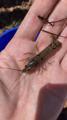 Procambarus dupratzii