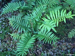 Blechnum chilense