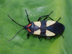 Oncopeltus orourkeae