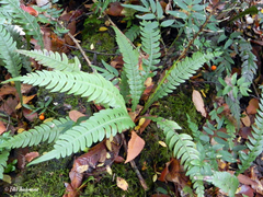 Blechnum mochaenum
