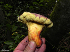 Boletus loyita