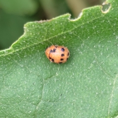 Coleoptera