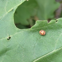 Coleoptera