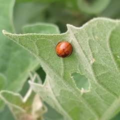 Coleoptera