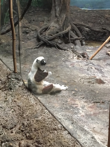 Propithecus coquereli