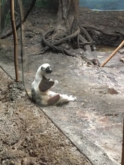 Propithecus coquereli