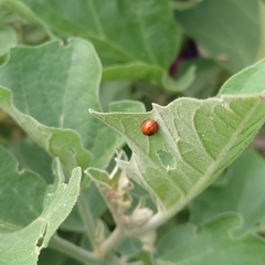 Coleoptera