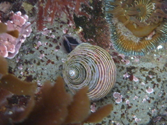 Calliostoma