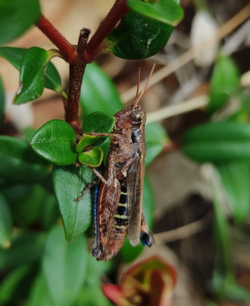 Dichroplus democraticus