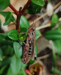 Dichroplus democraticus