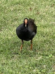 Gallinula tenebrosa tenebrosa