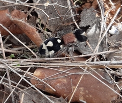 Ronisia barbarula
