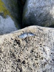 Alosa pseudoharengus