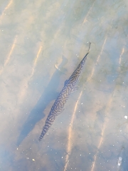 Lepisosteus oculatus