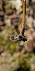 Nicocles