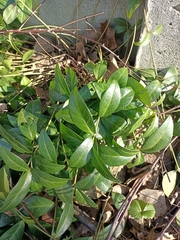 Vinca minor