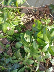 Vinca minor