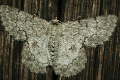 Pingasa abyssiniaria