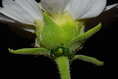 Polymnia johnbeckii