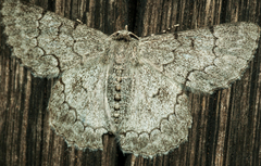 Pingasa abyssiniaria