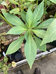 Balsaminaceae